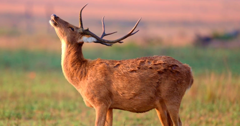 Barasingha deer