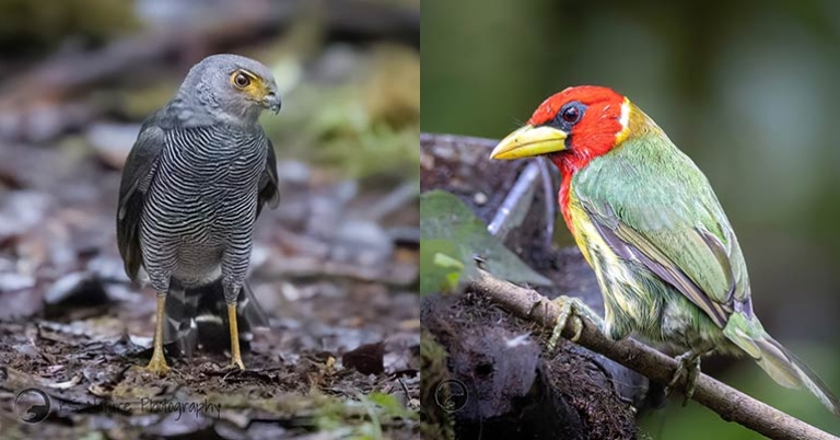 Barred Forest-Falcon and Red-headed Barbet