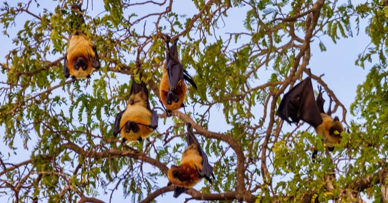 Madagascan flying foxes