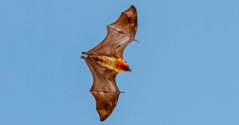 Madagascan flying fox