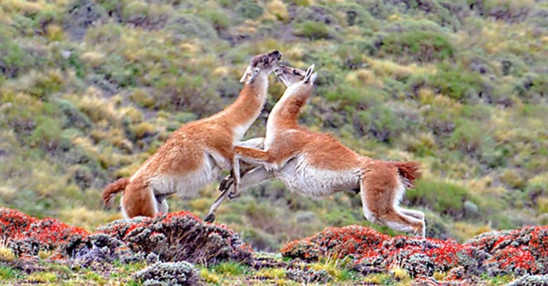 Battling guanacos