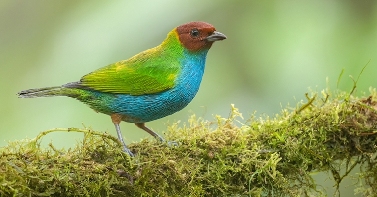 Bay-headed Tanager