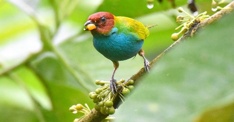 Bay-headed Tanager