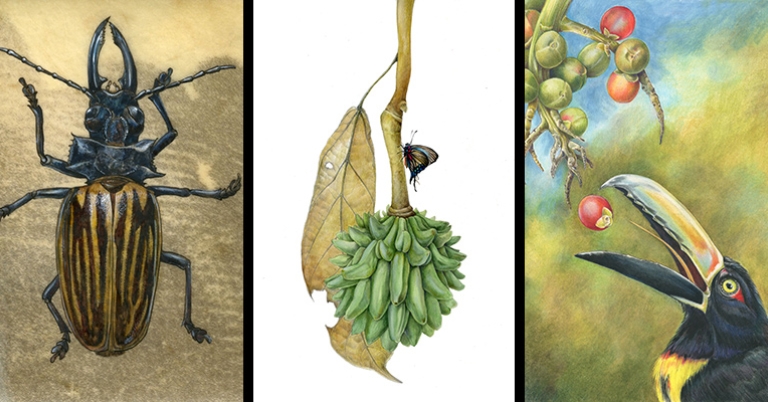 Beetle, fruit, aracari