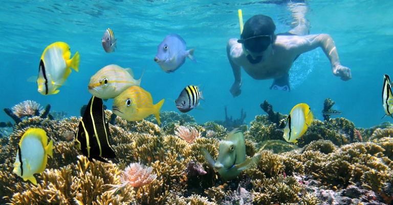 Snorkeling in the Belize Barrier Reef