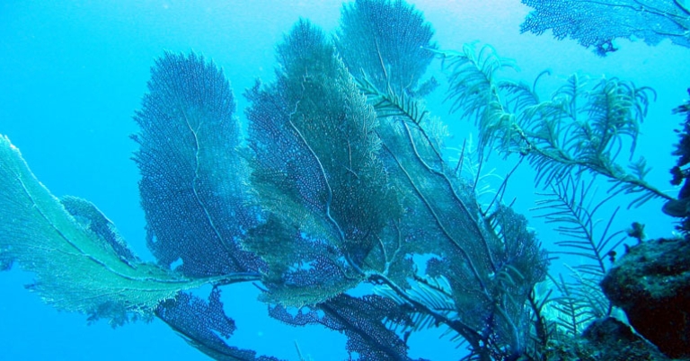 Belize coral reef