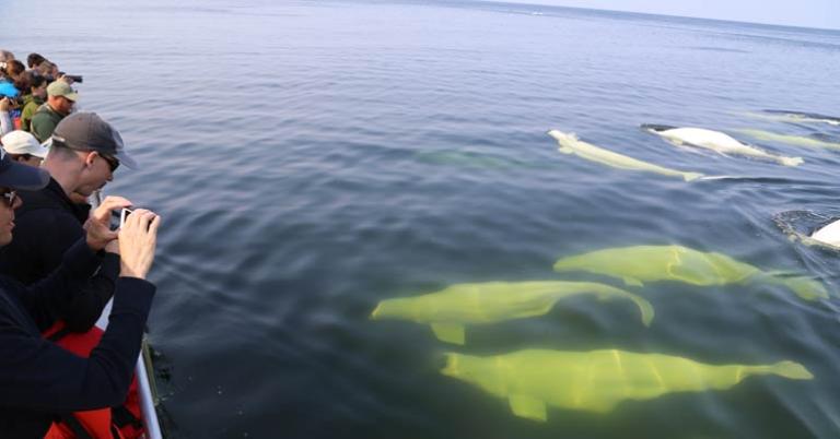 Beluga whale boat trip