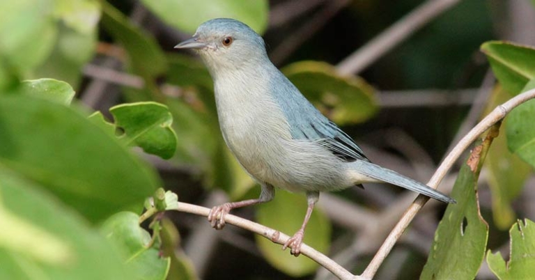 Bicolored Conebill
