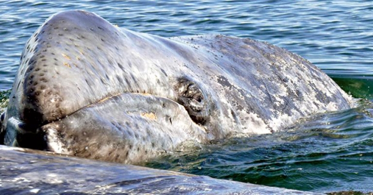 Grey Whale