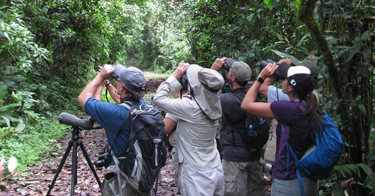 Birding at La Selva Research Station