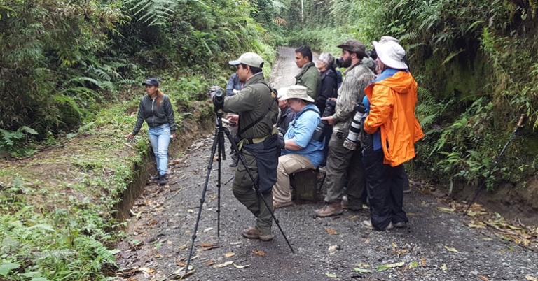 Birding at Mirador Río Blanco