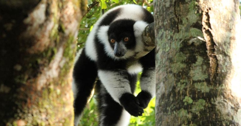 Black-and-white ruffed lemur