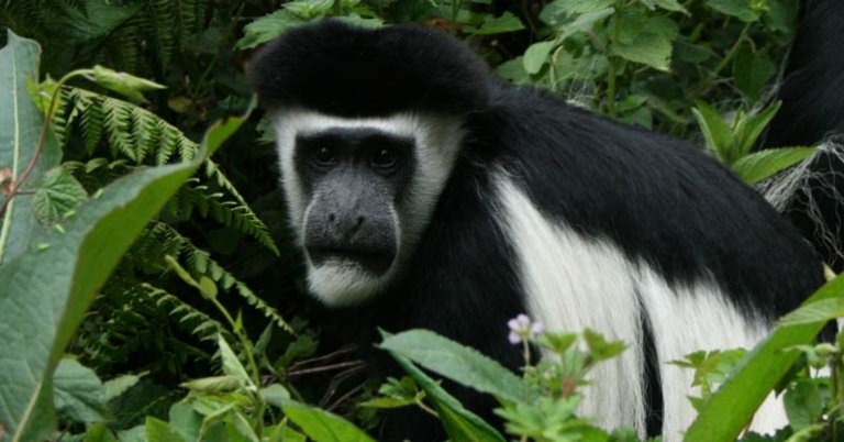 Black-and-white colobus in Arusha National Park