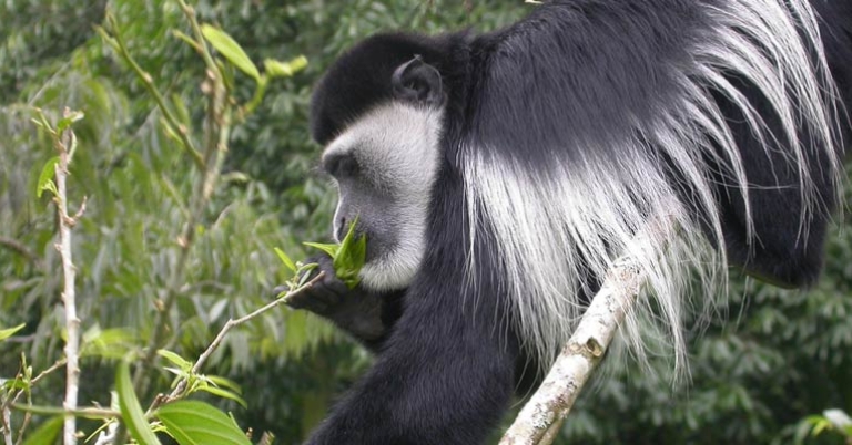 Black-and-white colobus