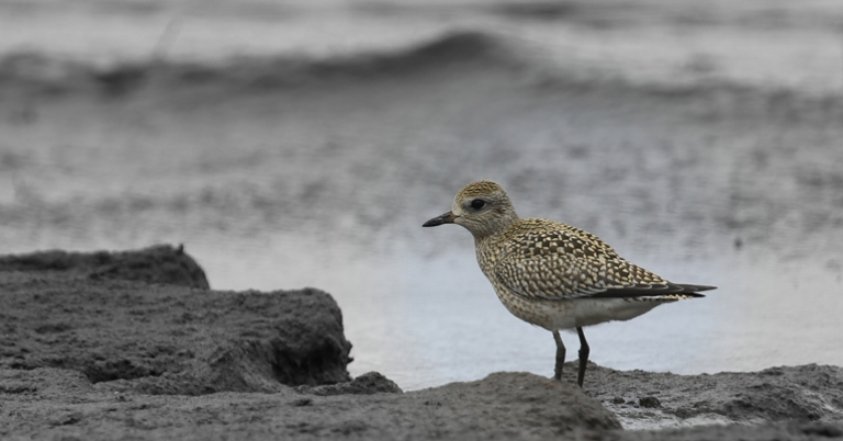 Black-bellied Plover