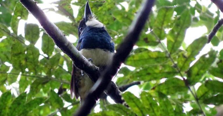 Black-breasted Puffbird