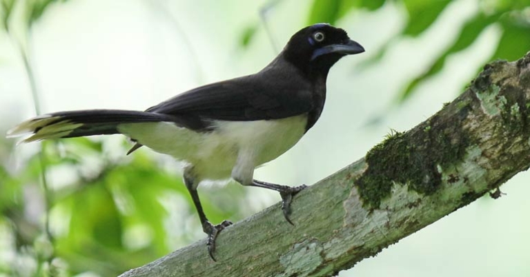 Black-chested Jay