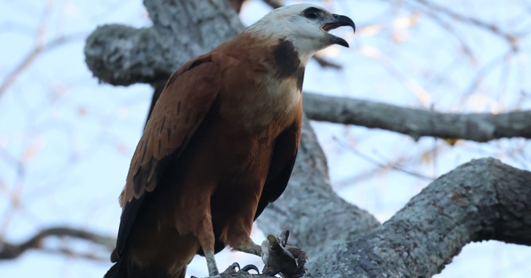 Black-collared Hawk
