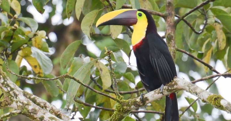 Yellow-throated Toucan
