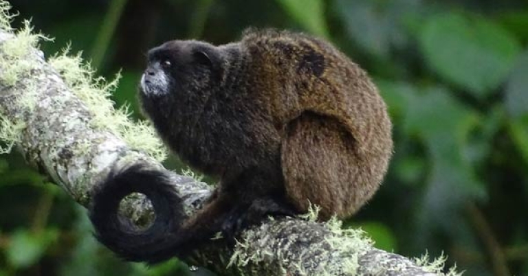 Black-mantled Tamarin at Wild Sumaco Wildlife Sanctuary