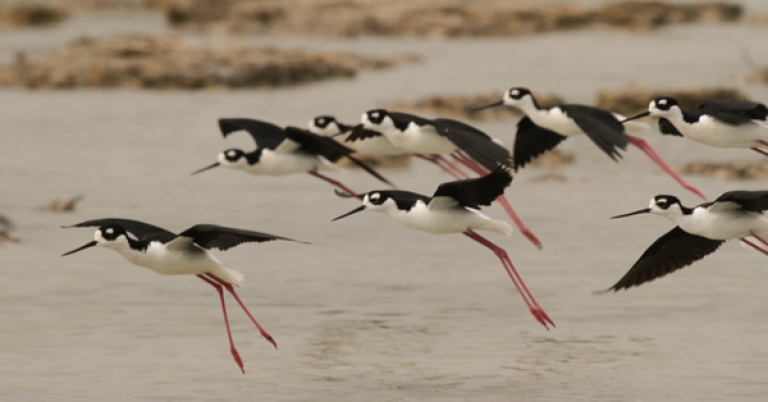 Black-necked Stilts
