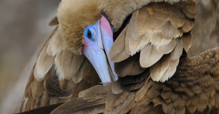 Red-footed Booby