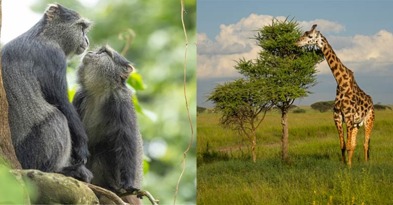 L: Blue monkeys; R: Giraffe