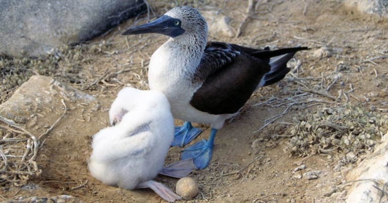 Blue-footed Boobies