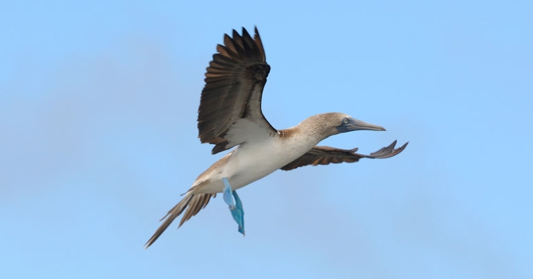 Blue-footed Booby