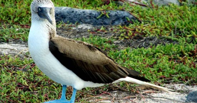 Blue-footed Booby