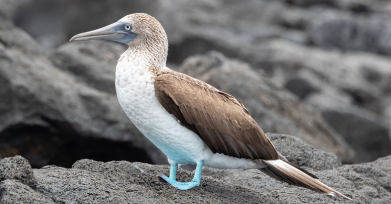 Blue-footed Booby