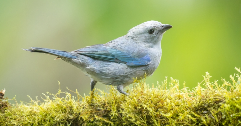 Blue-gray Tanager