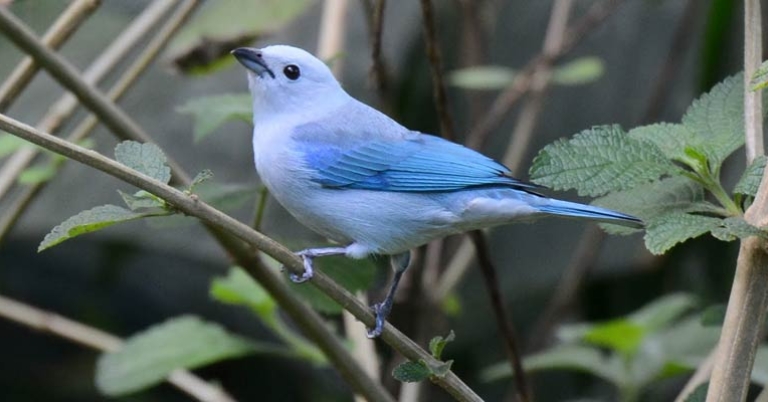 Blue-gray Tanager