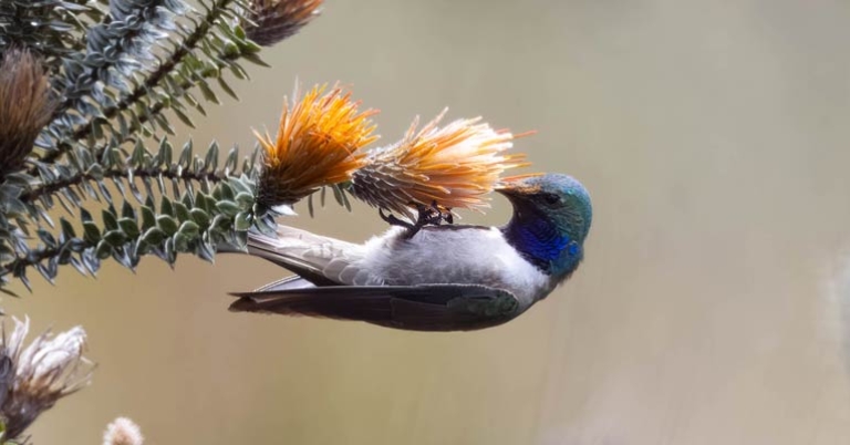 Blue-throated Hillstar