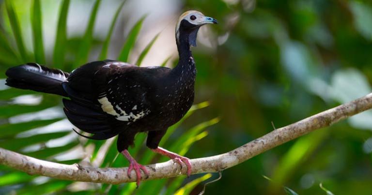 Blue-throated Piping-Guan