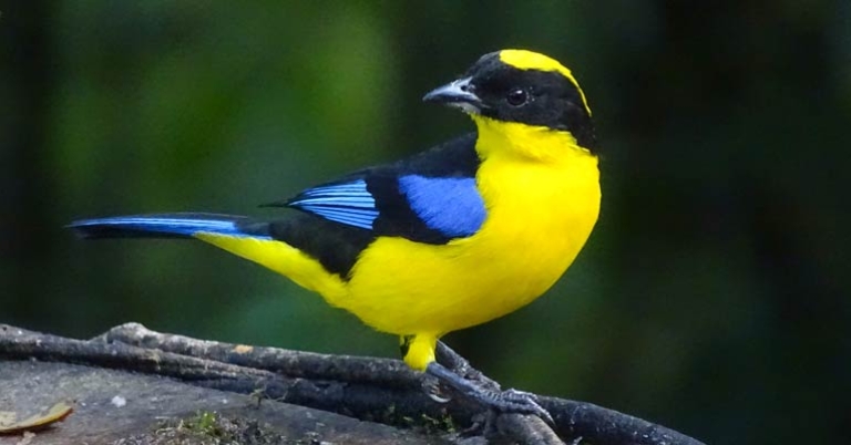 Blue-winged Mountain-Tanager