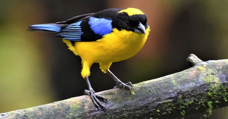 Blue-winged Mountain Tanager