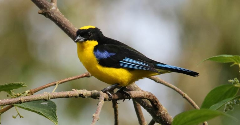 Blue-winged Mountain Tanager