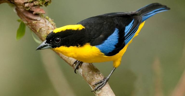 Blue-winged Mountain Tanager 