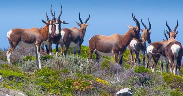 Bontebok in Fynbos