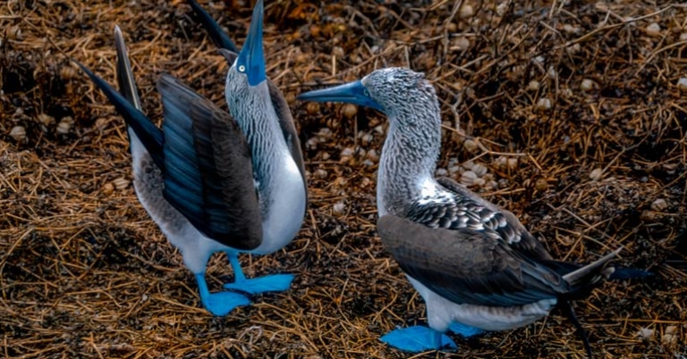 Blue-footed Boobies