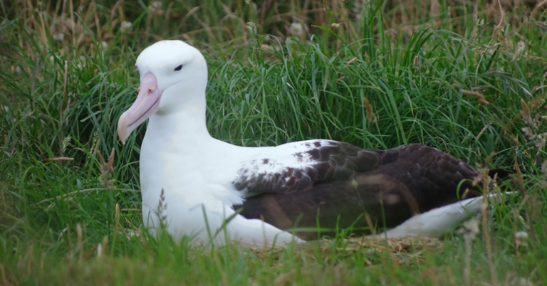 Southern Royal Albatross