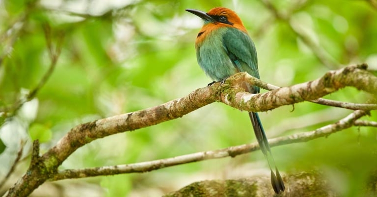 Broad-billed Motmot