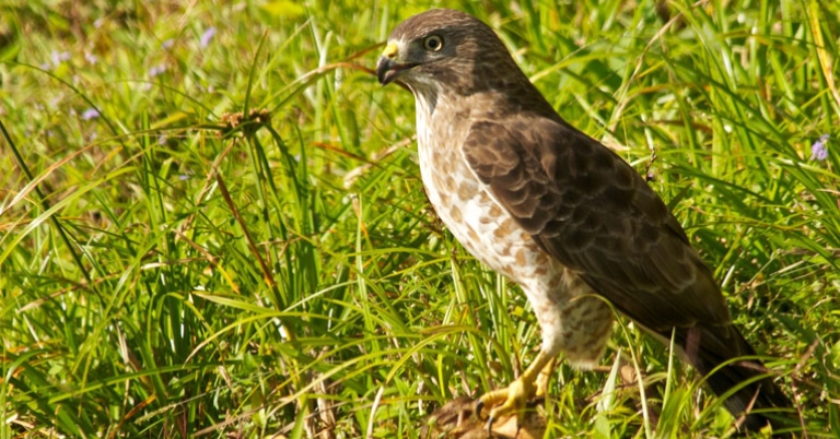 Broad-winged Hawk