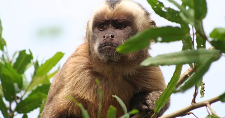 Brown capuchin