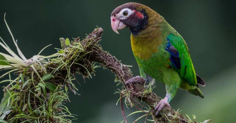 Brown-hooded Parrot