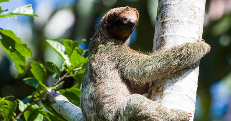 Brown-throated Three-toed Sloth