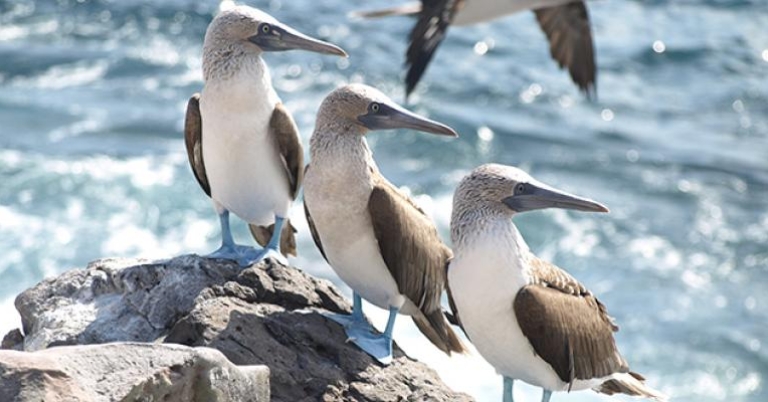 Blue-footed Boobies