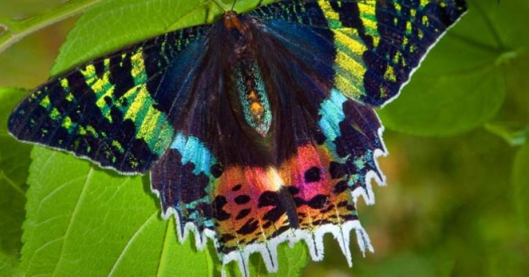 Butterfly photographed at close range