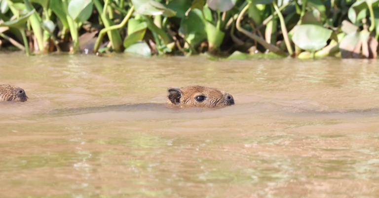 Capybaras